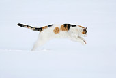 CAT 02 KH0086 01
Calico Tabby Cat Jumping In Snow Profile
