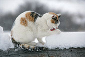CAT 02 KH0089 01
Calico Tabby Cat Sitting On Snow Covered Fence Licking Paw