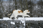 CAT 02 KH0090 01
Calico Tabby Cat Walking On Snow Covered Fence