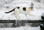 CAT 02 KH0091 01
Calico Tabby Cat Walking On Snow Covered Fence