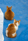 CAT 02 KH0092 01
Two Orange Tabby Greek Island Cats Crouching On Blue Cement Facing Away