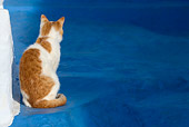 CAT 02 KH0093 01
Orange Tabby Greek Island Cat Sitting On Blue Cement Facing Away