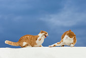 CAT 02 KH0094 01
Two Orange Tabby Greek Island Cats Fighting On White Wall