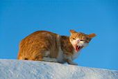 CAT 02 KH0095 01
Orange Tabby Greek Island Cat Crouching And Hissing On White Wall
