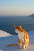 CAT 02 KH0101 01
Orange Tabby Greek Island Cat Sitting On White Wall By Ocean