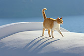 CAT 02 KH0105 01
Orange Tabby Greek Island Cat Walking On White Roof