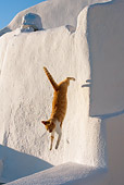 CAT 02 KH0106 01
Orange Tabby Greek Island Cat Jumping Off White Roof