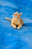 CAT 02 KH0108 01
Orange Tabby Greek Island Cat Laying On Blue Cement Looking Up