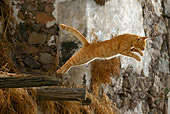 CAT 02 KH0110 01
Orange Tabby Greek Island Cat Leaping Off Wooden Beam On Side Of Building