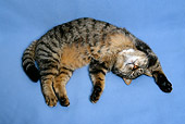CAT 02 KH0111 01
Tabby Cat Laying On Back On Blue Blanket