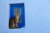 CAT 02 KH0112 01
Tabby Greek Island Cat Sitting On Blue Window Sill