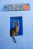 CAT 02 KH0113 01
Tabby Greek Island Cat Sitting On Blue Window Sill Under Sign