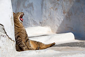 CAT 02 KH0116 01
Tabby Greek Island Cat Sitting Leaning Against Wall Yawning