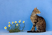 CAT 02 KH0117 01
Tabby Greek Island Cat Sitting By Blue Wall And Flowers