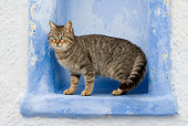 CAT 02 KH0127 01
Tabby Greek Island Cat Standing In Blue Wall Alcove