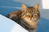 CAT 02 KH0128 01
Tabby Greek Island Cat Sitting On Cement Stairs