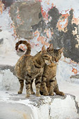 CAT 02 KH0129 01
Two Tabby Greek Island Cats Nuzzling