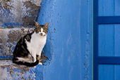 CAT 02 KH0131 01
Tabby And White Greek Island Cat Sitting On Blue Stairs