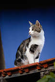 CAT 02 KH0132 01
Tabby And White Cat Sitting On Red Roof