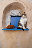CAT 02 KH0133 01
Tabby And White Greek Island Cat Sitting On Window Sill Outdoors