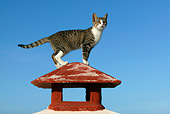 CAT 02 KH0134 01
Tabby And White Greek Island Cat Standing On Red Chimney