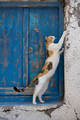 CAT 02 KH0141 01
Calico Tabby Greek Island Cat Scratching Wall By Blue Wooden Door