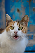 CAT 02 KH0142 01
Calico Tabby Greek Island Cat Meowing Close-Up