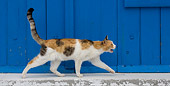 CAT 02 KH0143 01
Calico Tabby Greek Island Cat Walking And Meowing By Blue Wooden Door