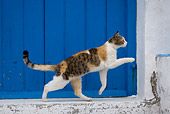 CAT 02 KH0144 01
Calico Tabby Greek Island Cat Running By Blue Wooden Door