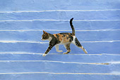 CAT 02 KH0146 01
Calico Tabby Greek Island Cat Walking On White Stairs