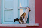 CAT 02 KH0149 01
Calico Tabby Greek Island Cat Sitting On Window Sill Rubbing Head