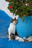 CAT 02 KH0150 01
Calico Tabby Greek Island Cat Sitting Rubbing Head On Blue Flower Pot