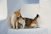 CAT 02 KH0152 01
Orange Tabby And Calico Tabby Greek Island Cats Nuzzling On White Stairs
