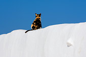 CAT 02 KH0154 01
Calico Greek Island Cat Sitting On White Wall Rear View