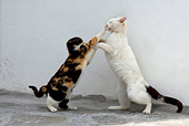 CAT 02 KH0155 01
Calico And Black And White Greek Island Cats Fighting By White Wall