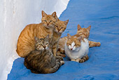 CAT 02 KH0156 01
Five Greek Island Tabby Cats Huddling On Blue Ground By White Wall