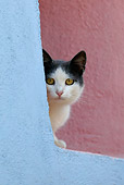 CAT 02 KH0160 01
Gray And White Greek Island Cat Peeking Around Wall