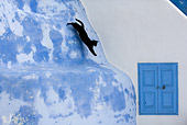CAT 02 KH0161 01
Black Greek Island Cat Jumping Down Off Blue Wall Profile