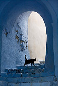 CAT 02 KH0162 01
Black Greek Island Cat Walking Up White Stairs Under Arch
