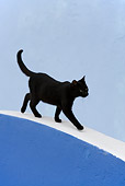 CAT 02 KH0163 01
Black Greek Island Cat Walking On Blue And White Wall