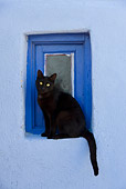 CAT 02 KH0165 01
Black Greek Island Cat Sitting On Sill Of Blue Window
