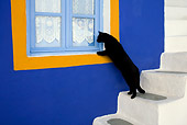 CAT 02 KH0167 01
Black Greek Island Cat Standing On White Stairs Looking In Blue And Orange Window