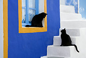 CAT 02 KH0169 01
Two Black Greek Island Cats Sitting On White Stairs And Sill Of Blue And Orange Window