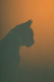 CAT 02 KH0171 01
Shadow Of Greek Island Cat Sitting Shoulder Shot