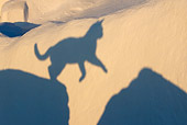 CAT 02 KH0172 01
Shadow Of Greek Island Cat Jumping Over Gap In Wall