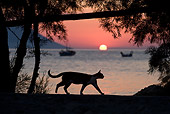 CAT 02 KH0174 01
Silhouette Of Greek Island Cat Walking On Beach At Sunset