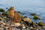 CAT 02 KH0181 01
Tabby Greek Island Cat Sitting On Rocky Beach