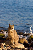 CAT 02 KH0182 01
Tabby Greek Island Cat Sitting On Rocky Beach