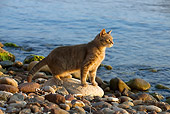 CAT 02 KH0183 01
Tabby Greek Island Cat Standing On Rocky Beach