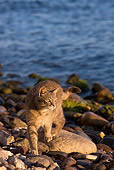 CAT 02 KH0184 01
Tabby Greek Island Cat Walking On Rocky Beach